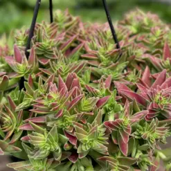 Succulent Crassula Capitella Red — additional view
