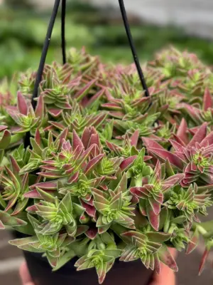 Succulent Crassula Capitella Red — additional view