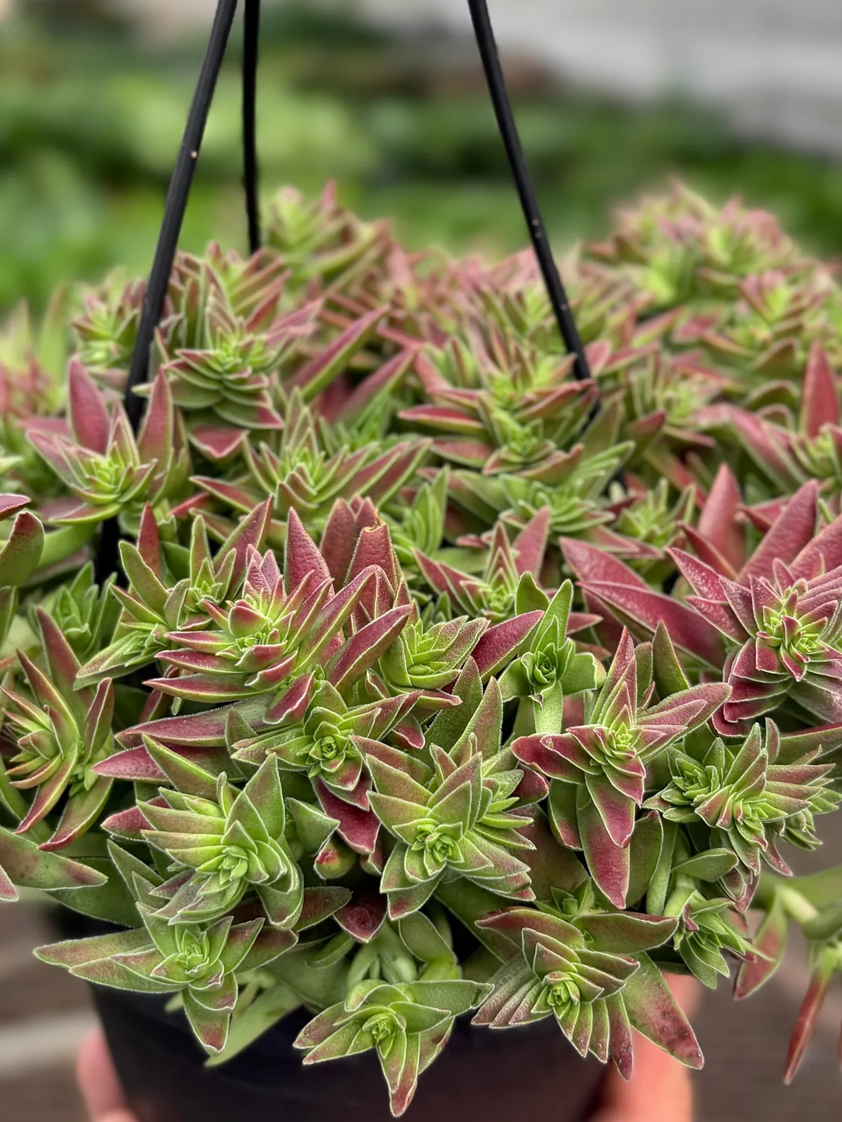 Succulent Crassula Capitella Red — additional view