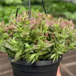 Succulent Crassula Capitella Red — additional view