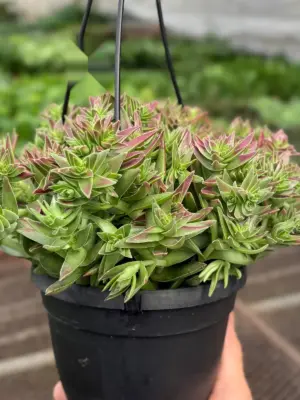 Succulent Crassula Capitella Red — additional view