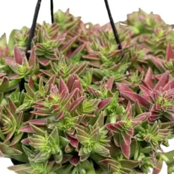 Succulent Crassula Capitella Red — square crop