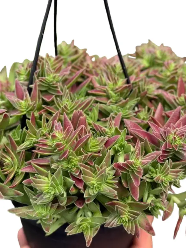Succulent Crassula Capitella Red — square crop