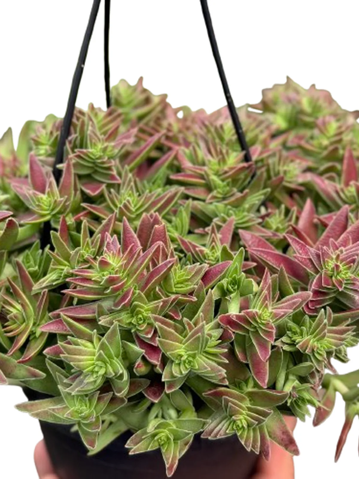 Succulent Crassula Capitella Red — square crop