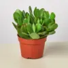 Succulent Crassula 'Jade' houseplant