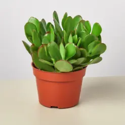 Succulent Crassula 'Jade' houseplant