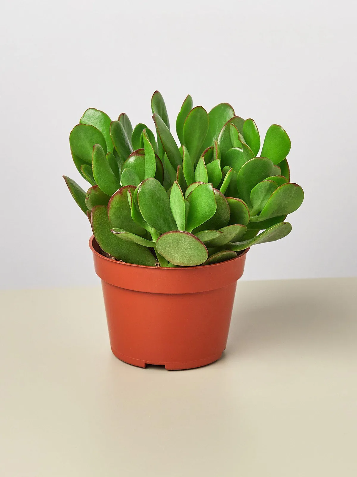 Succulent Crassula 
