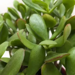 Succulent Crassula 'Jade' — additional view