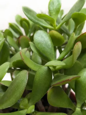 Succulent Crassula 'Jade' — additional view
