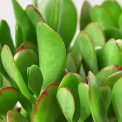 Succulent Crassula 'Jade' — leaf detail close-up