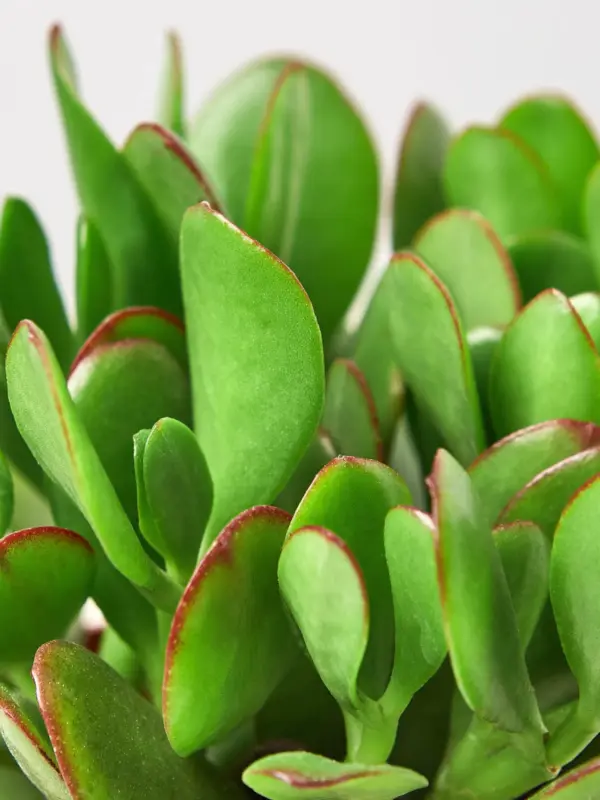 Succulent Crassula 'Jade' — leaf detail close-up