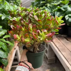 Succulent Crassula 'Jade' — additional view
