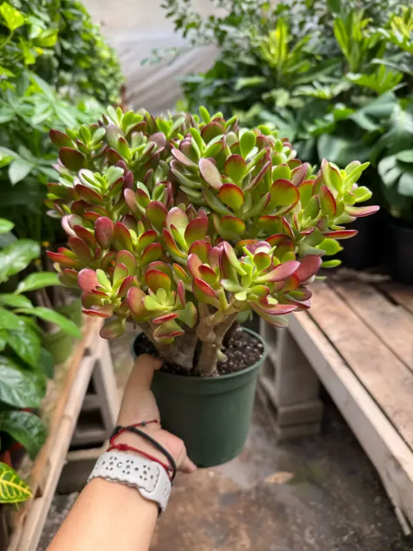 Succulent Crassula 'Jade' — additional view