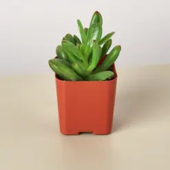 Succulent Crassula 'Jade' — additional view