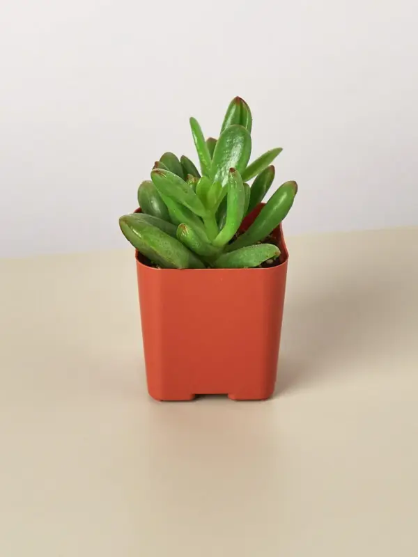 Succulent Crassula 'Jade' — additional view