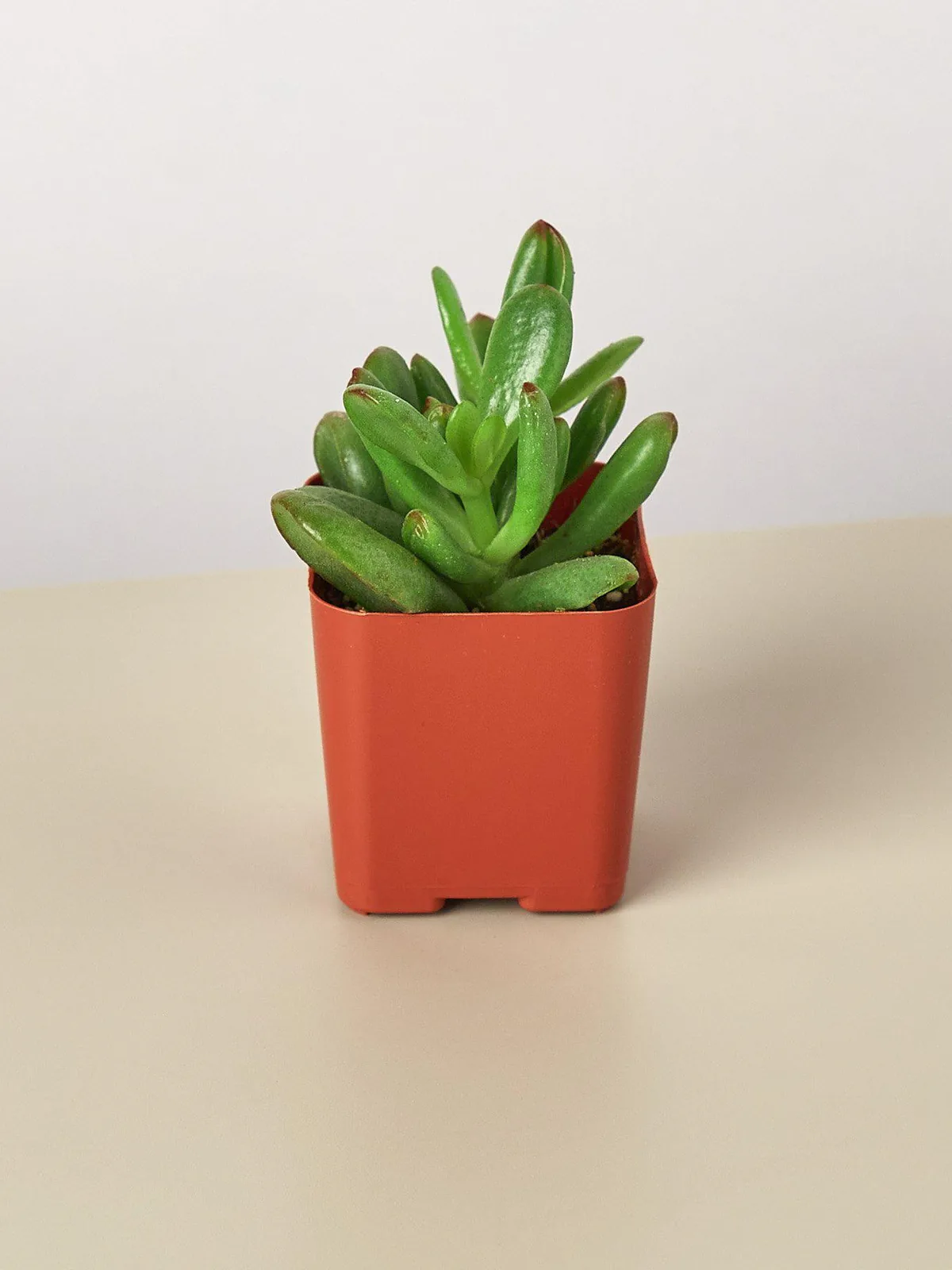 Succulent Crassula 