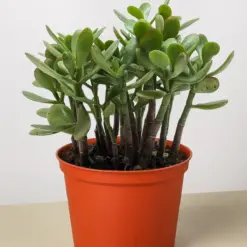 Succulent Crassula 'Jade' — additional view