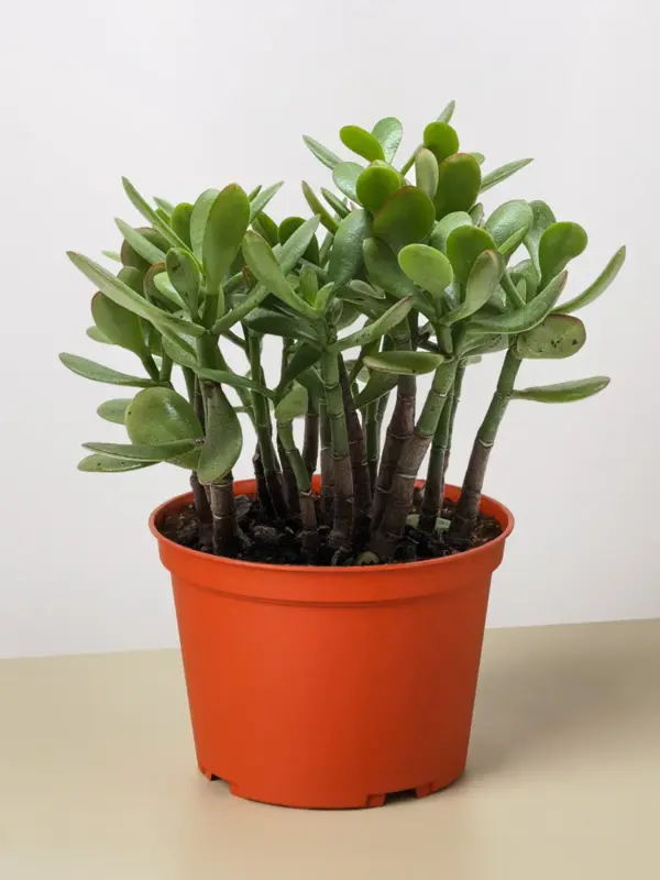 Succulent Crassula 'Jade' — additional view