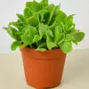Succulent 'Ripple Jade' Crassula houseplant