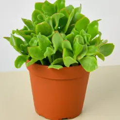 Succulent 'Ripple Jade' Crassula houseplant