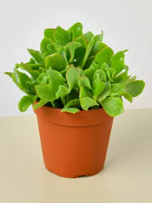 Succulent 'Ripple Jade' Crassula houseplant