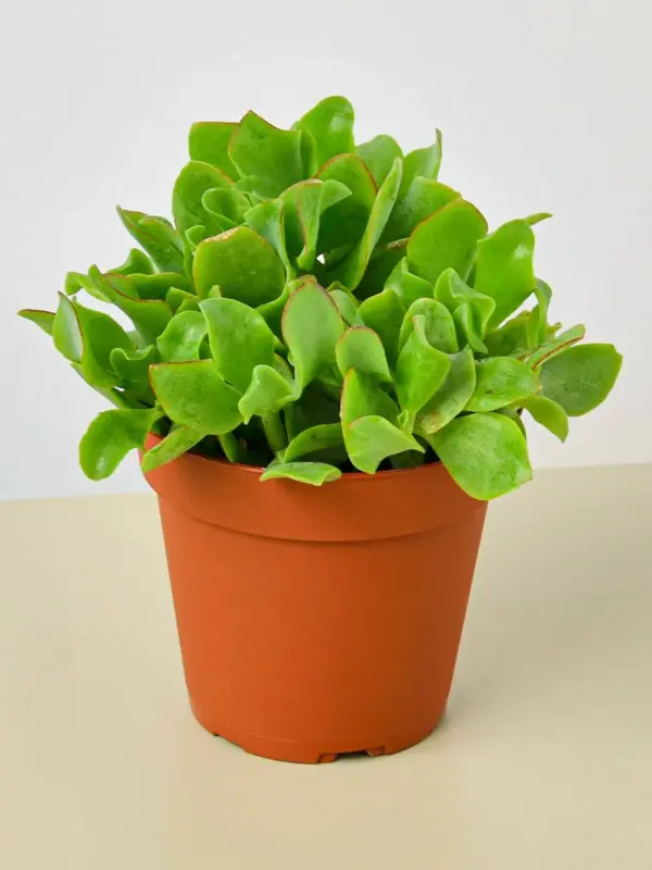 Succulent 'Ripple Jade' Crassula houseplant