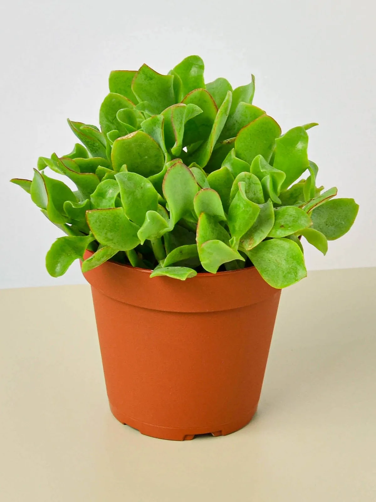 Succulent 