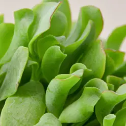 Succulent 'Ripple Jade' Crassula — leaf detail close-up