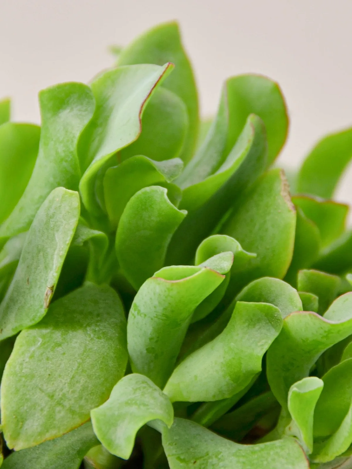 Succulent 
