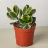 Succulent Crassula Jade Variegated houseplant