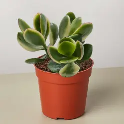 Succulent Crassula Jade Variegated houseplant