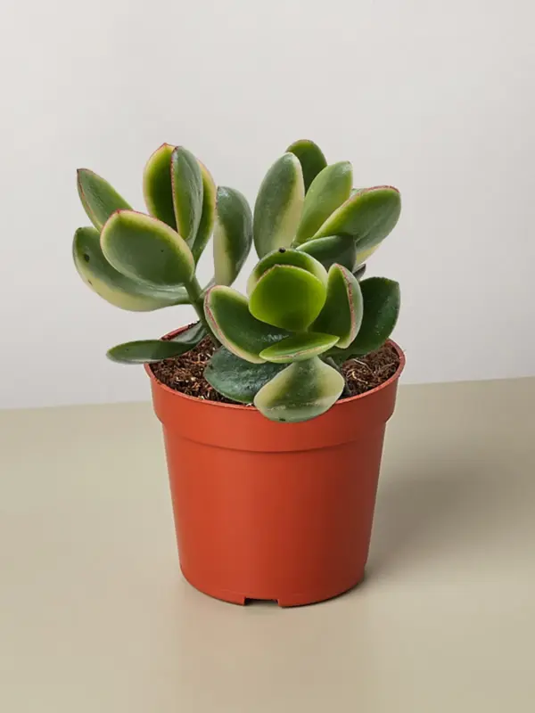 Succulent Crassula Jade Variegated houseplant