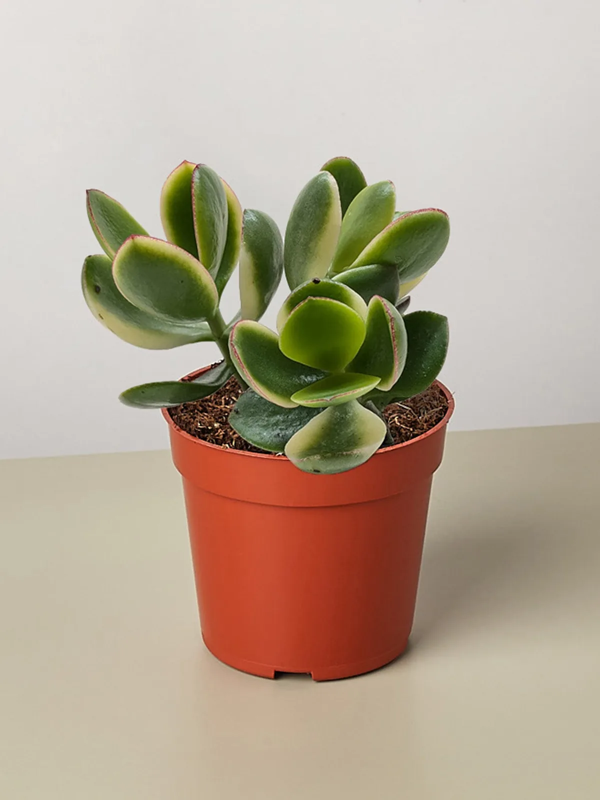 Succulent Crassula Jade Variegated houseplant