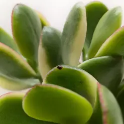 Succulent Crassula Jade Variegated — additional view