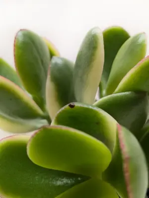 Succulent Crassula Jade Variegated — additional view