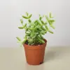 Delosperma echinatum 'Pickle Plant' Succ