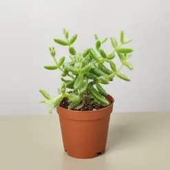 Delosperma echinatum 'Pickle Plant' Succ