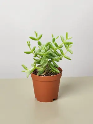 Delosperma echinatum 'Pickle Plant' Succ