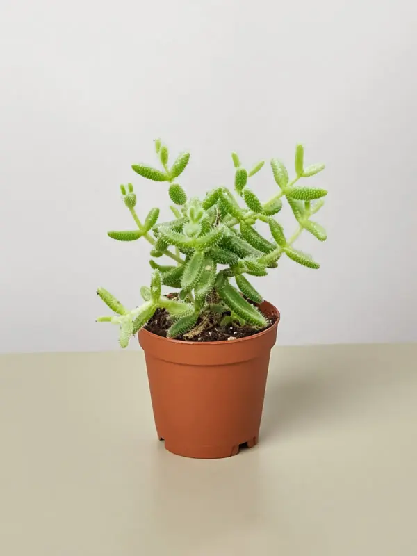 Delosperma echinatum 'Pickle Plant' Succ
