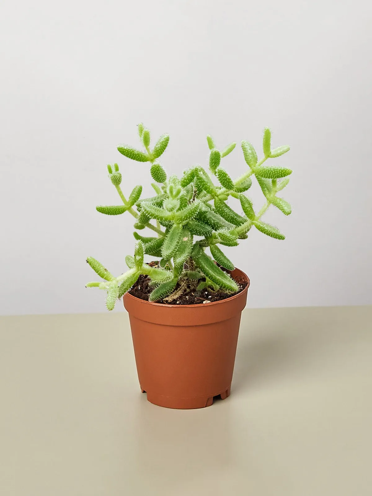 Delosperma echinatum 