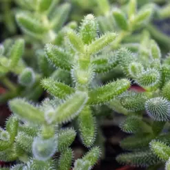 Delosperma echinatum 'Pickle Plant' Succ — additional view