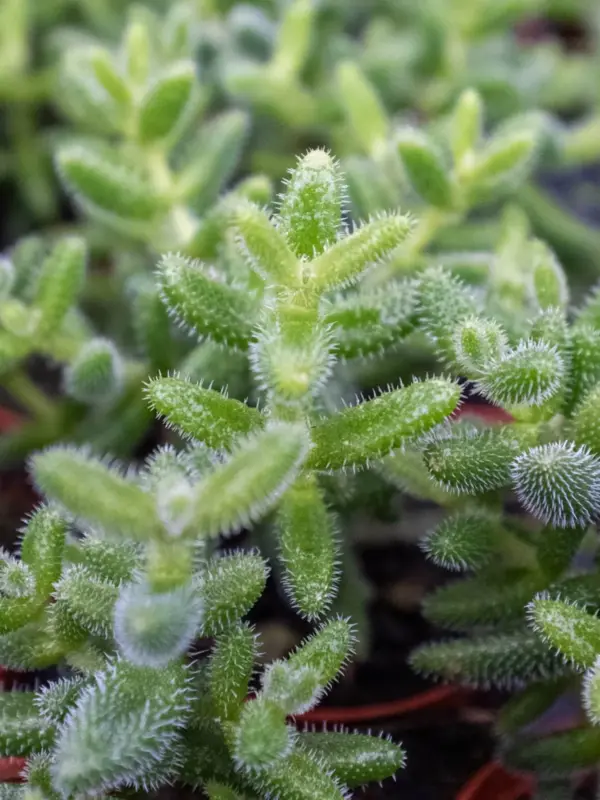 Delosperma echinatum 'Pickle Plant' Succ — additional view