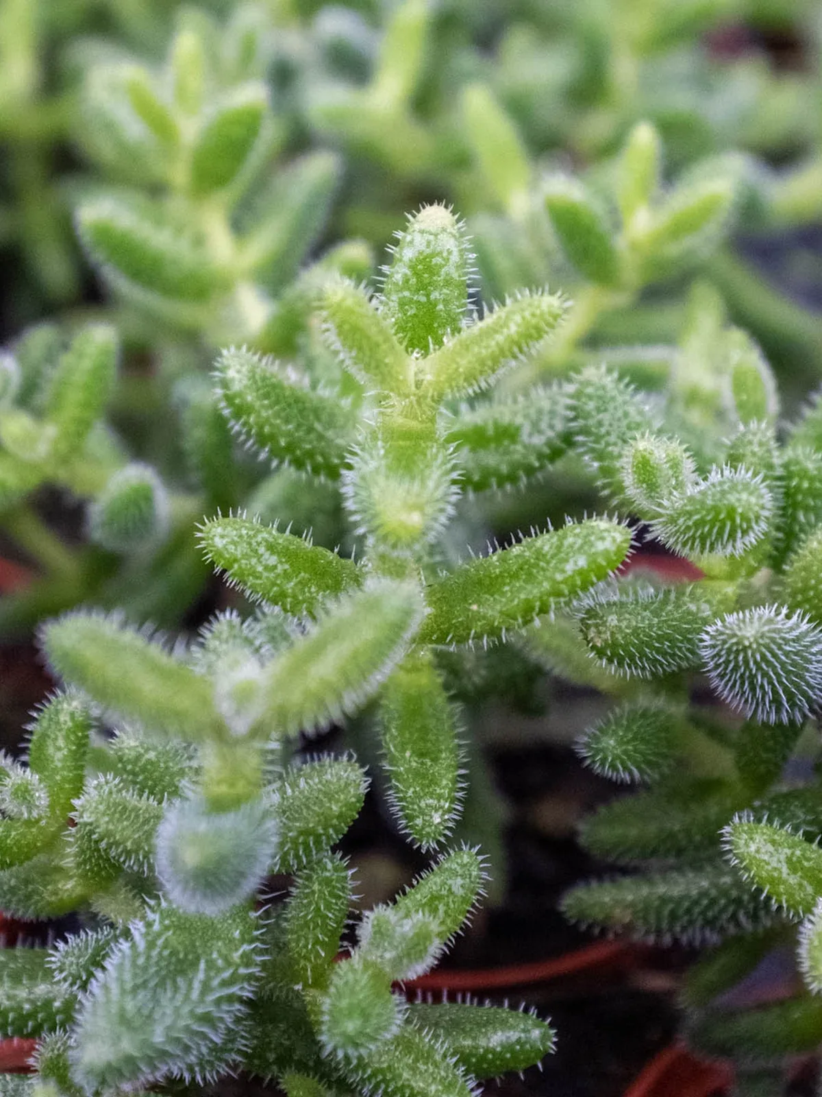 Delosperma echinatum 