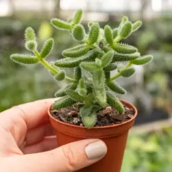 Delosperma echinatum 'Pickle Plant' Succ — additional view