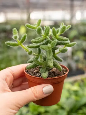Delosperma echinatum 'Pickle Plant' Succ — additional view