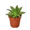 Lipstick Echeveria Succ houseplant