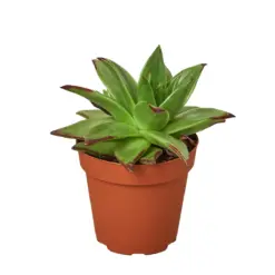 Lipstick Echeveria Succ houseplant