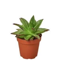 Lipstick Echeveria Succ houseplant