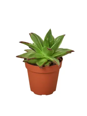 Lipstick Echeveria Succ houseplant