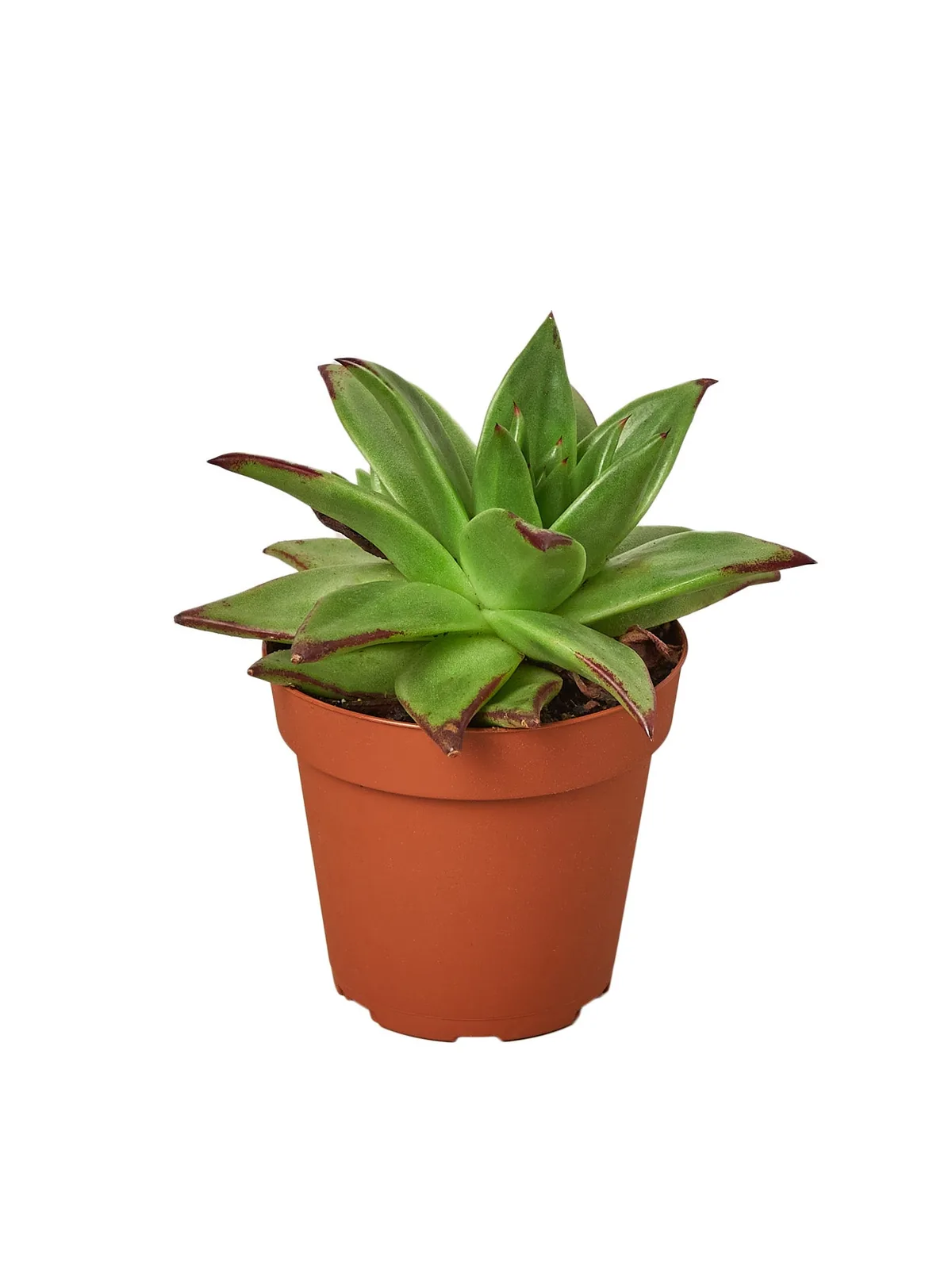 Lipstick Echeveria Succ houseplant